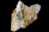 Dendrites On Limestone - Utah #169429-4